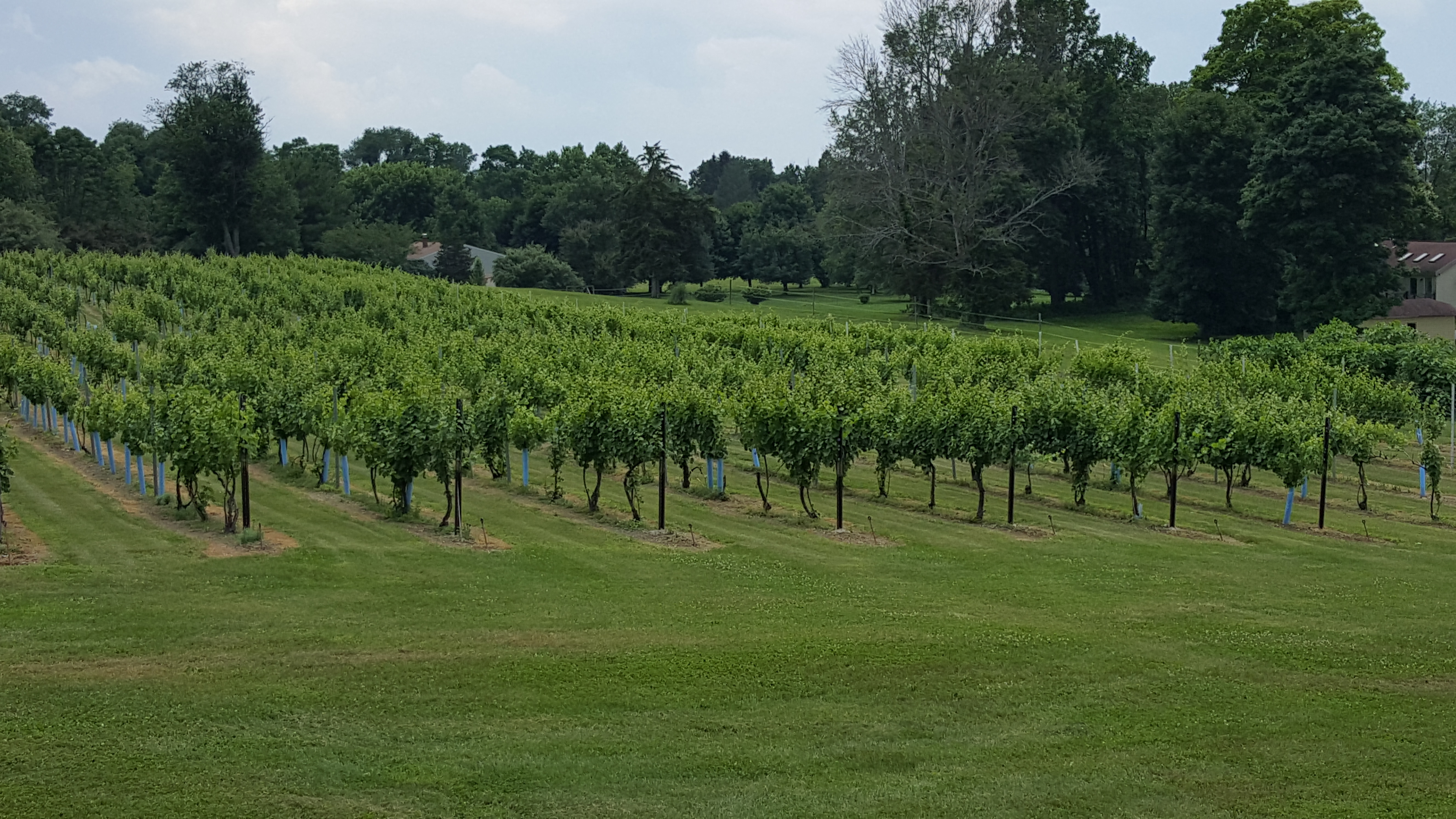 Archive photo from June 2017